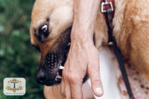 How Does Texas Handle Dog Bite Liability?